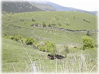 �쑤�͍����n��